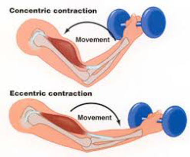 eccentric contraction exercises knee